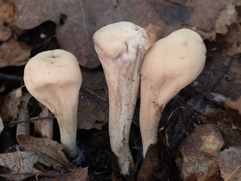 Clavariadelphus griseoclavus